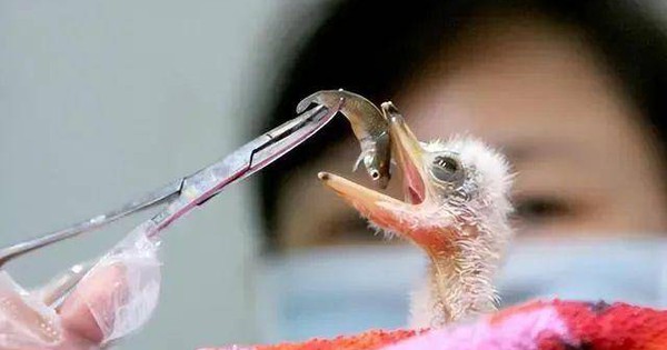 Đi câu cá, người đàn ông bất ngờ đụng độ loài vật hiếm hơn gấu trúc: Cả thế giới chỉ còn 1.000 con