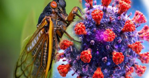 Triệu chứng mắc COVID-19 biến thể 'Ve sầu' BA.3.2