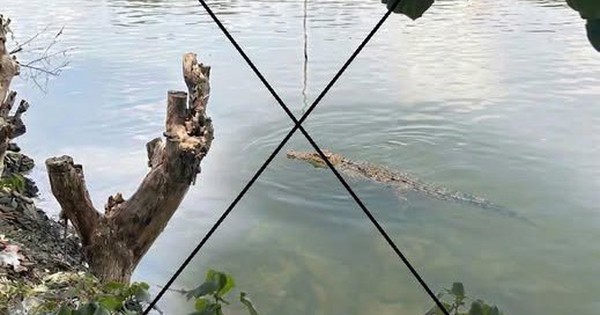 Thông tin lan truyền “cá sấu