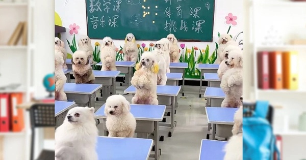 Cô gái gây tranh cãi khi chi 45 triệu đồng/tháng cho chó đi học