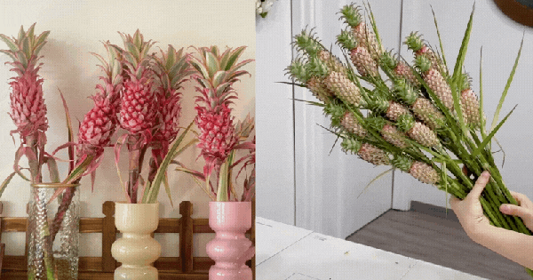 Phát sốt" với thú cắm dứa cảnh mini: Thơm nức không gian, chưng tận 4 tháng không hỏng mà giá chỉ chừng 400 "cành"!