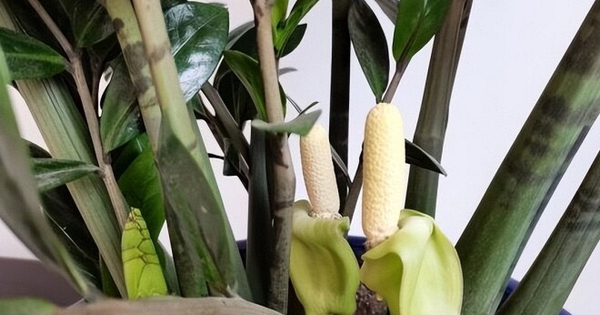 5 cây ra hoa là gia chủ "có lộc", tiền bạc rủng rỉnh, vận may tìm đến tận cửa