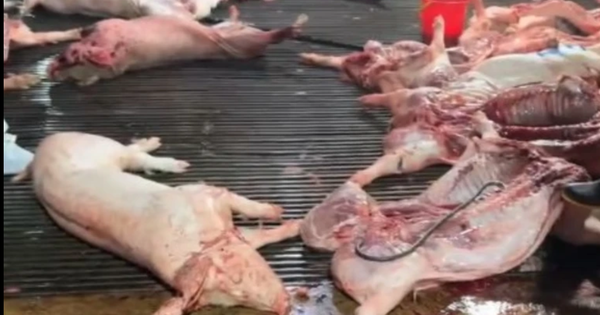 Vụ heo bệnh vào trường học: Công ty CP Dịch vụ suất ăn Công nghiệp Hà Nội nói mình là 