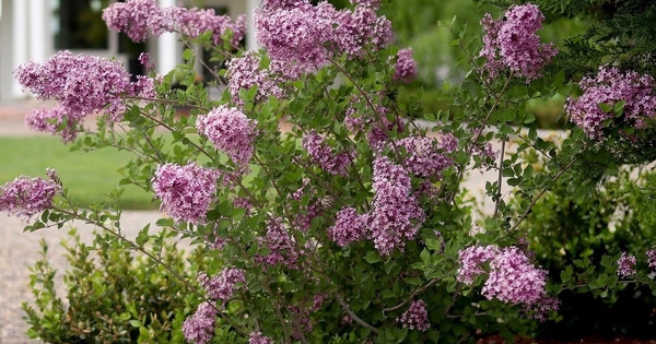 8 loại cây nở hoa thơm ngát suốt mùa hè, nên trồng ngay trong nhà