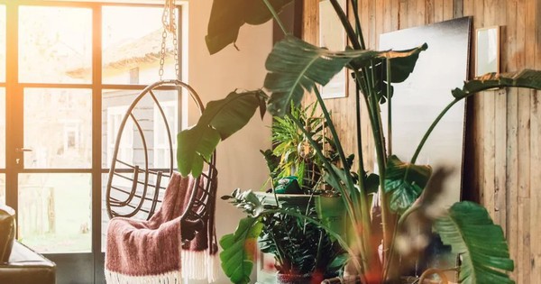 5 loại cây cảnh không nên mua kẻo phí tiền, phí sức