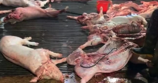 Phát hiện lợn bệnh bị tuồn vào bếp ăn trường học, Bộ Y tế vào cuộc