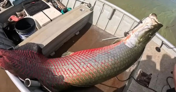 Ngư dân câu được con cá khổng lồ nặng 160 kg trên sông