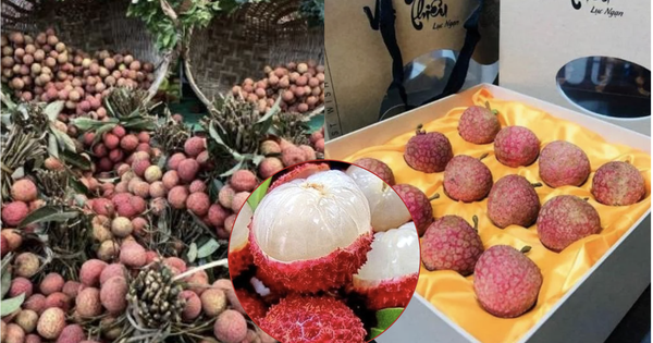 Loại quả ở Việt Nam bán rẻ như cho bỗng thành hàng hiệu xuất ngoại, chạm mốc 450.000 đồng/ ký vẫn được khách quốc tế vẫn ráo riết săn lùng