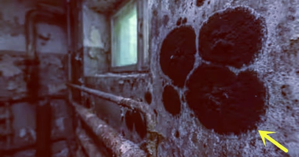 Một sinh vật đột biến đã được phát hiện ở Chernobyl, sở hữu những khả năng đặc biệt, bao gồm khả năng ăn bức xạ hạt nhân