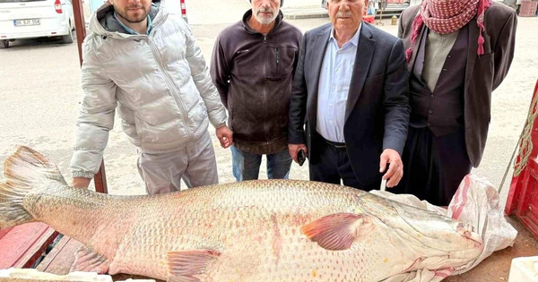 Ngư dân bắt được con cá măng khổng lồ nặng 120kg