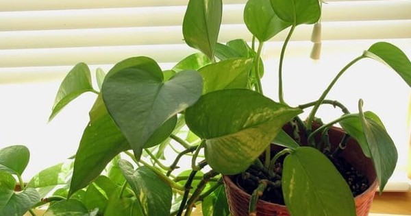 4 niềm vui, 3 nỗi sợ khi trồng trầu bà trong nhà