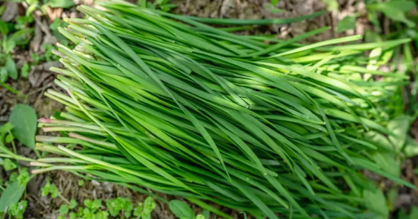 Loại rau rẻ tiền nhưng cực tốt cho tim mạch, tiêu hóa và giấc ngủ