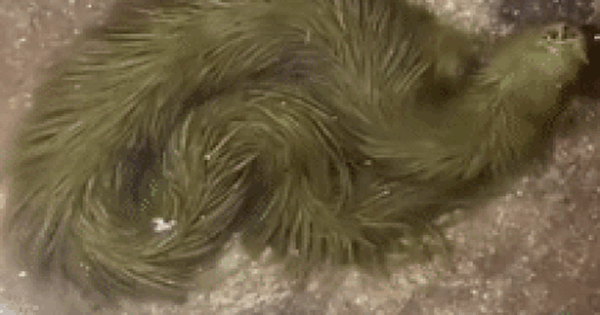 Lộ clip sinh vật lạ phủ kín 