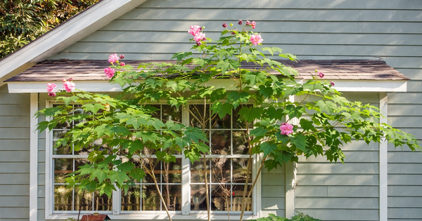 3 loại hoa nên cân nhắc khi trồng trước nhà