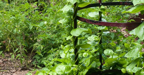 4 loại rau độc đáo, rất nên trồng: Thu hoạch được suốt mùa hè