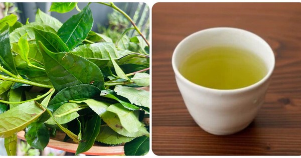 Những người không nên uống nước chè xanh