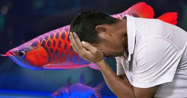 Nuôi cá rồng đỏ trị giá 170 triệu đồng suốt 4 năm, cá chết liền kiện công ty nước đòi bồi thường, tòa tuyên bố: Lỗi là do ông