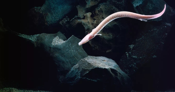 Sinh vật kỳ bí mang hình dáng loài rồng: Chúng có thể bất động trong 7 năm, nhịn ăn 10 năm và thậm chí sống đến hơn một thế kỷ