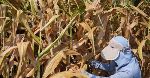 Nắng nóng 40 độ C ở Hà Tĩnh: Tưới từ tờ mờ sáng, cây vẫn khô héo