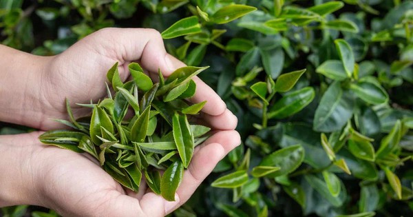 Trà xanh có nhiều lợi ích, nhưng uống sai cách có thể gây hậu quả khó lường