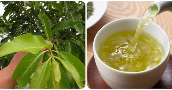 Những ai không nên uống nước lá vối tươi?