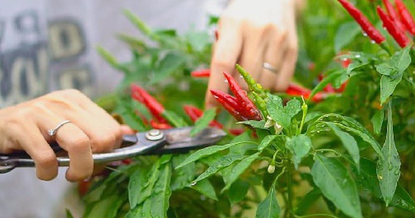 3 loại cây nên trồng tháng 4: Trồng một lần cho quả lâu dài, tốt trăm đường