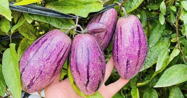 Loại quả lạ gây 