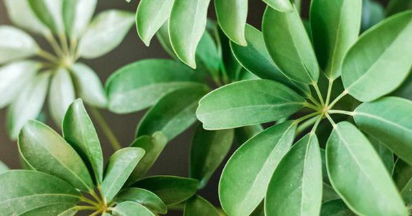4 loại cây vừa “trấn trạch”, vừa làm thuốc, nên trồng trong nhà