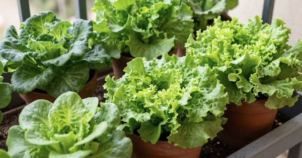 3 loại rau rất hợp với người trên 40 tuổi: Biết trồng thì khỏe đủ đường