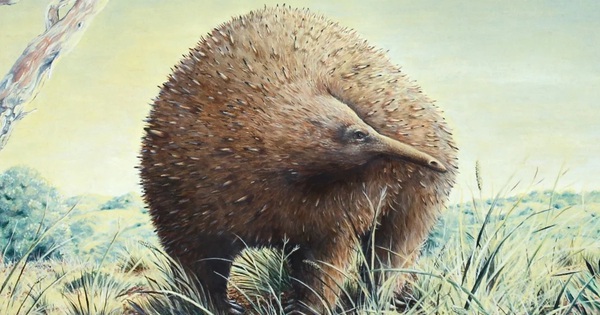 Sinh vật lạ ẩn mình trong hang động nồng nặc mùi tử khí