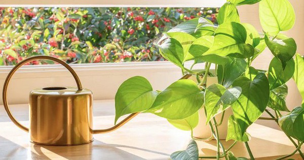 5 điều cần làm với cây trầu bà ngay lúc này