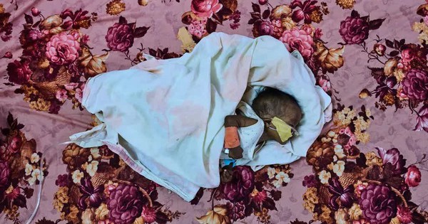 Hàng triệu người tại Sudan sống sót chỉ với 1 bữa ăn mỗi ngày