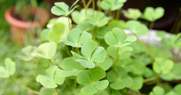 Loài rau mọc dại có tên rất lạ, nay 