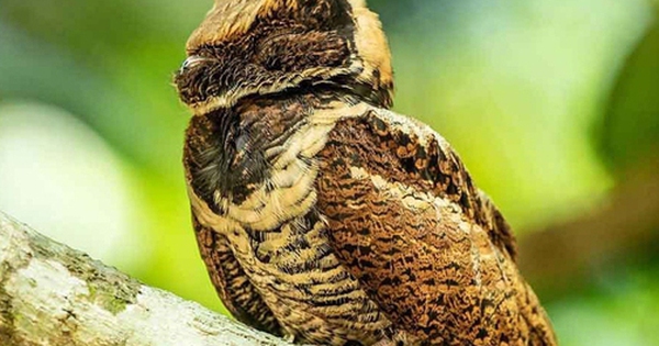 Bất ngờ: Sinh vật hiếm khổng lồ vừa 