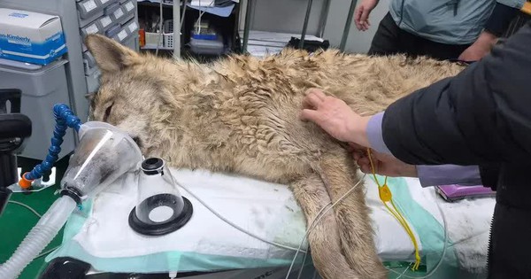 Chú sói trốn khỏi sở thú Hàn Quốc được tìm thấy sau 9 ngày