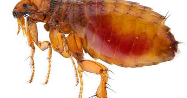 Sẩn ngứa do bọ chét gia tăng, nhiều ca có nuôi chó mèo