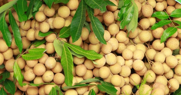 Việt Nam có loại quả giá 15.000/kg nhưng xuất ngoại hóa hàng xa xỉ, thu về chục triệu USD mỗi năm