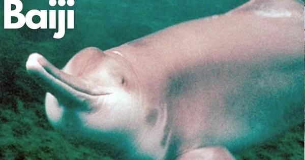 22 năm giam cầm và chết trong bể kính: Bí mật đen tối dưới làn nước đục ngầu của dòng Dương Tử