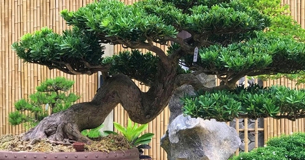 Lời khuyên đến những gia đình đang trồng cây bonsai