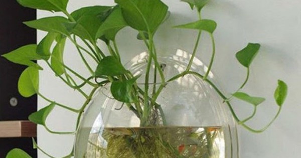 Lời khuyên đến những gia đình đang trồng trầu bà