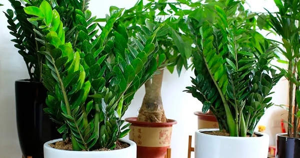 Lời khuyên đến những gia đình đang trồng kim tiền