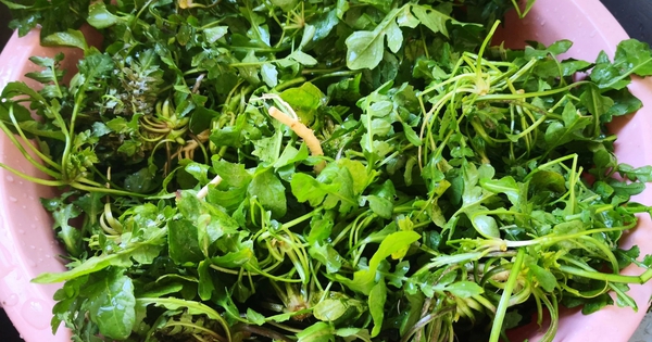 3 loại rau bổ gan, nên bổ sung ngay vào bữa ăn của cả nhà: Loại cuối cùng mọc hoang đầy Việt Nam