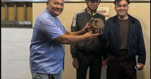 Thấy tê tê quý hiếm bò vào quán nhậu ở Đà Lạt, chủ quán gọi báo kiểm lâm