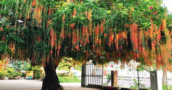 Lời khuyên đến những gia đình đang trồng cây lộc vừng