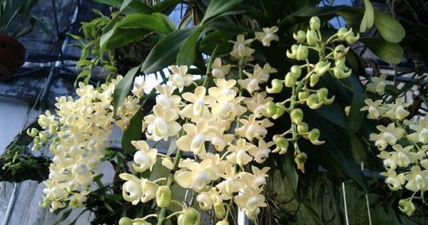 Cảnh báo đặc biệt tới những nhà đang trồng lan