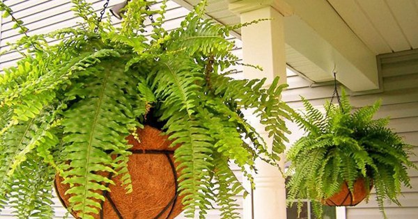 Lời khuyên đến những gia đình đang trồng cây dương xỉ