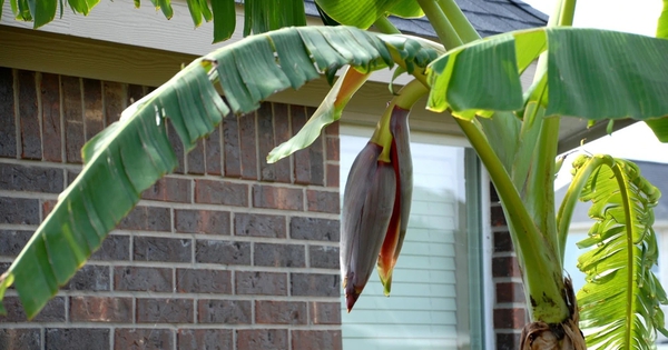 Lời khuyên đến các gia đình đang trồng cây chuối