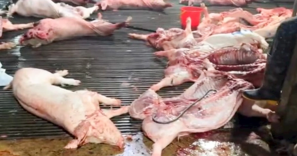 Vụ lợn bệnh vào trường học, lộ 2 trường dùng thịt của Công ty Cường Phát