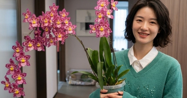 Trồng thử chậu lan vũ nữ da báo giá 