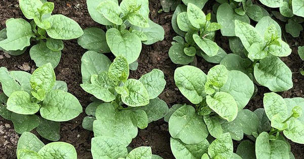3 loại rau nên trồng ngay trong mùa hè: Xanh tốt, 15 ngày có rau ăn